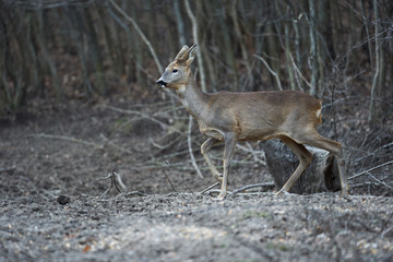 Roe deer in the forest