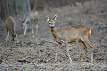 Group of roe deer and buck