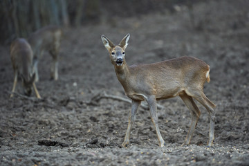 Group of roe deer and buck