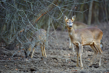 Group of roe deer and buck