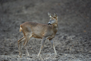 Roe deer in the forest
