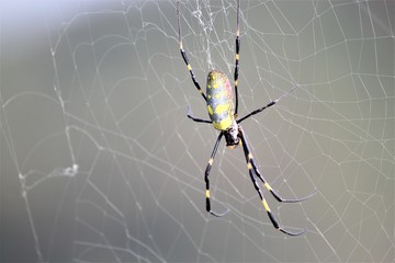 ジョロウグモのアップ