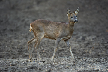 Roe deer in the forest