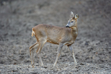 Roe deer in the forest