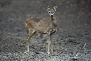 Roe deer in the forest