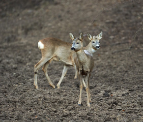Group of roe deer and buck
