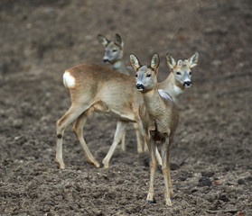 Group of roe deer and buck