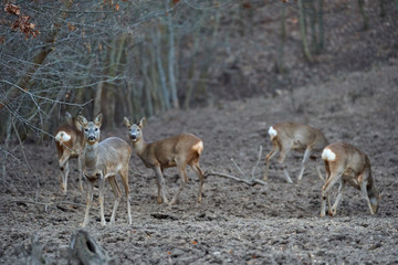 Naklejka na ściany i meble Group of roe deer and buck
