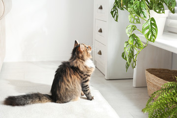 Adorable cat near houseplants on floor at home