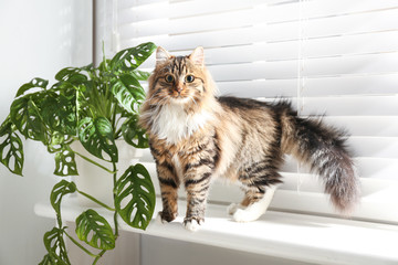 Adorable cat and houseplant on window sill at home