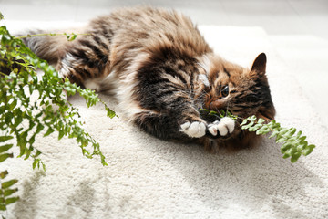 Adorable cat playing with houseplant on floor at home