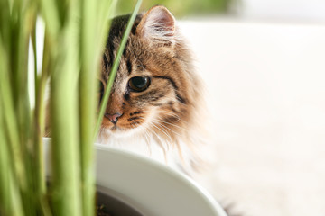 Adorable cat near houseplant on floor at home