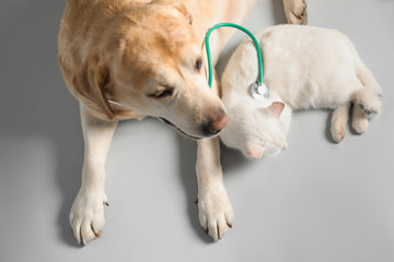 Cute Labrador dog with stethoscope as veterinarian and cat on grey background, above view