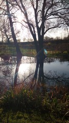 Obraz premium Autumn / Winter Pond Scene, Trees & Plants, Reflection off Water Surface