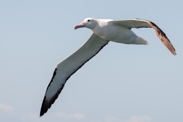 Northern Royal Albatross