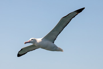 Northern Royal Albatross