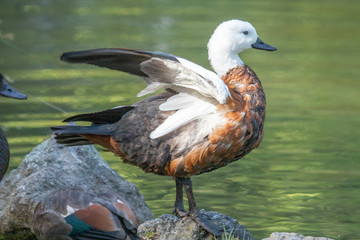 Paradise Shelduck in New Zealand
