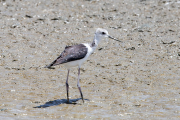 Pied Stilt