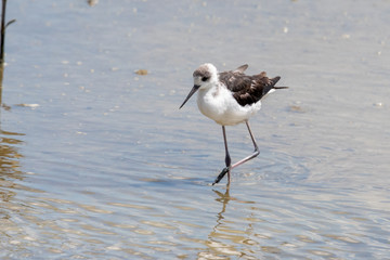 Pied Stilt