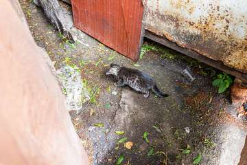 Stray tabby cat kitty one kitten on sidewalk streets in Rivne, Ukraine on asphalt sidewalk walking