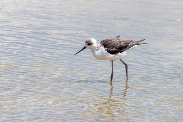 Obraz premium Pied Stilt