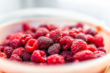 Closeup side macro of fresh garden wild red raspberries showing texture and pattern in plastic bucket basket of pink berries fruit in summer harvest