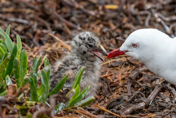Silver / Red-billed Gull