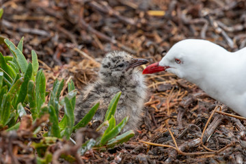 Silver / Red-billed Gull