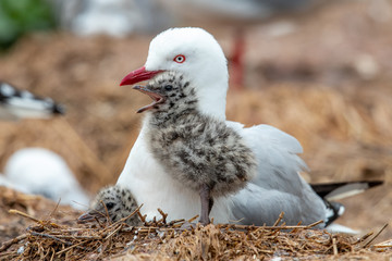 Silver / Red-billed Gull