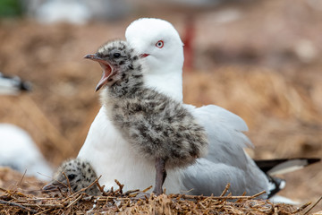 Silver / Red-billed Gull