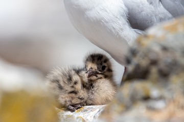 Silver / Red-billed Gull