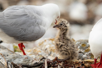 Silver / Red-billed Gull