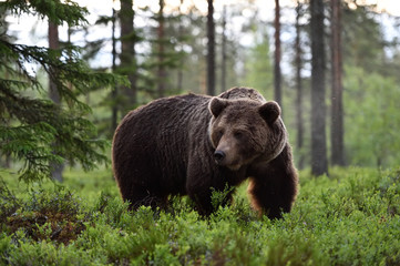 big male bear powerful pose in the forest - obrazy, fototapety, plakaty