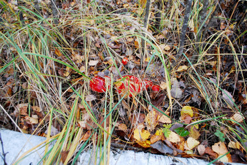 mushroom in the forest
