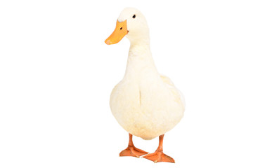 Duck standing isolated on a white background