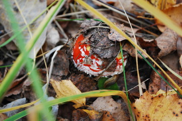 fly agaric