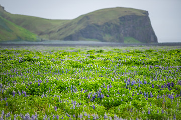 Obraz premium Colorful blue and purple lupine flowers on lush green open meadow in Iceland with cliff and pattern of many plants in overcast rainy weather