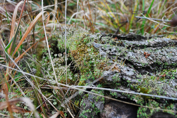 moss on tree