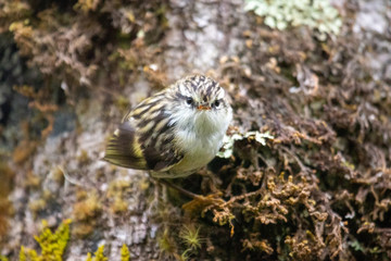 South Island Rifleman in New Zealand