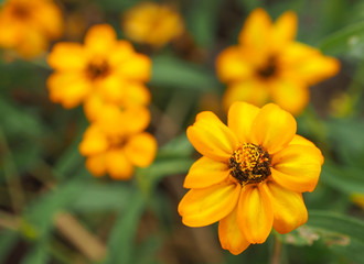 Close-up shot of bright yellow Zinnia flowers in the flower garden.