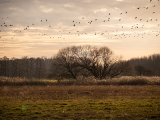 Gänse fliegen im Abendlicht