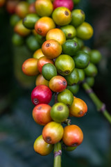 Branch of Coffee Beans. Close up of colorful coffee beans on the tree. Only the deep reds are ready...