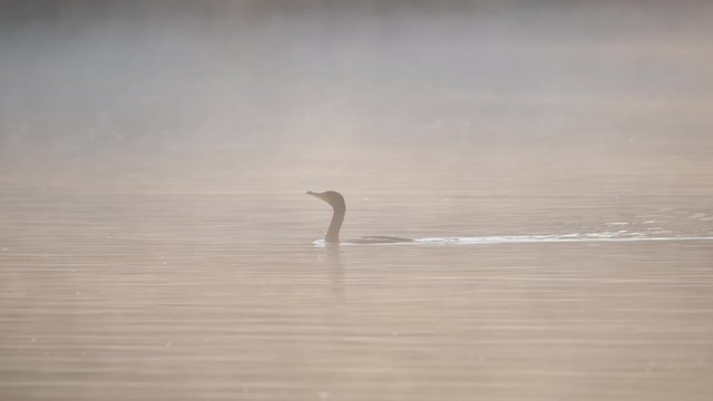 Double Crested Cormorant hunts for Fish at the outfall river of the Jordan Lake Recreation Area Dam in North Carolina
