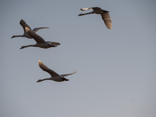 Schwäne fliegen