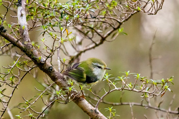 South Island Rifleman in New Zealand