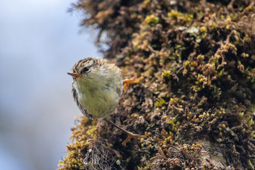 South Island Rifleman in New Zealand