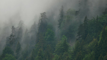 Wolken im Wald in den Bergen 