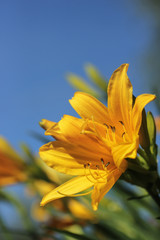 Obraz premium Blooming yellow daylily on a background of blue sky close-up vertical photo