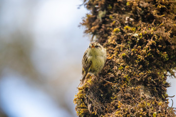 South Island Rifleman in New Zealand