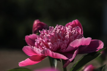 Fototapeta premium Pink blooming peony on a dark background Blurred vertical background
